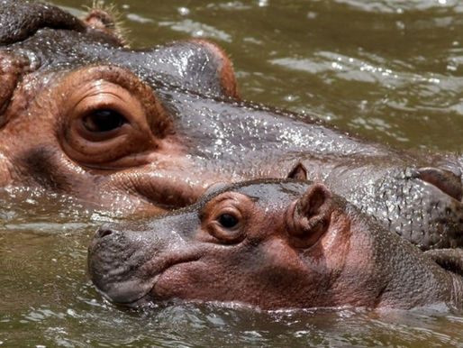 Un nuevo miembro acuático: Nace un hipopótamo en el Zoológico de Guadalajara