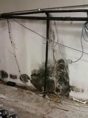 Does Mold Come Back After Remediation?