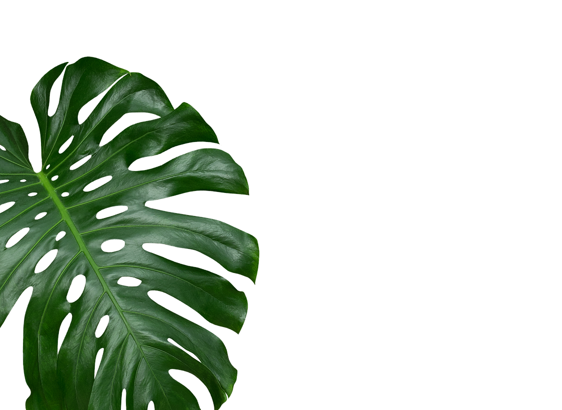 Montsera(Edited).png