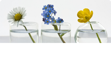 Deformidad de Labios de Harmoniela.png