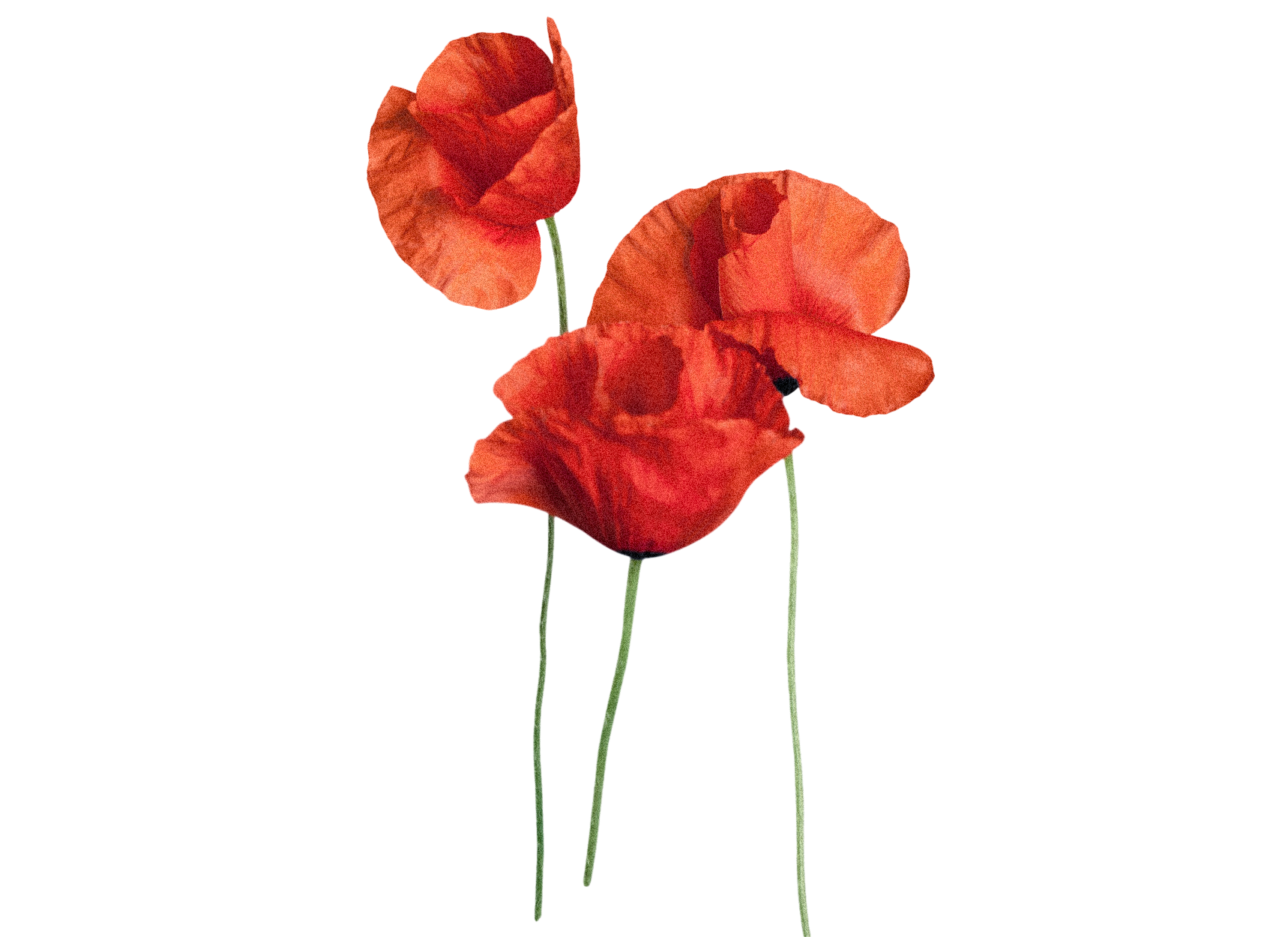 poppies.png