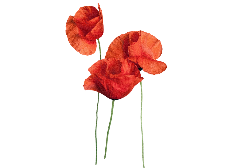 poppies.png