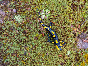 Fire Salamanders and the Western Balkans