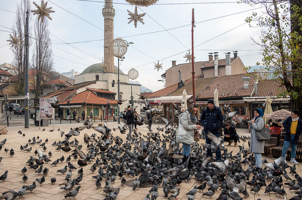 People feeding a flock of pigeons in Sarajevo, Bosnia and Herzegovina