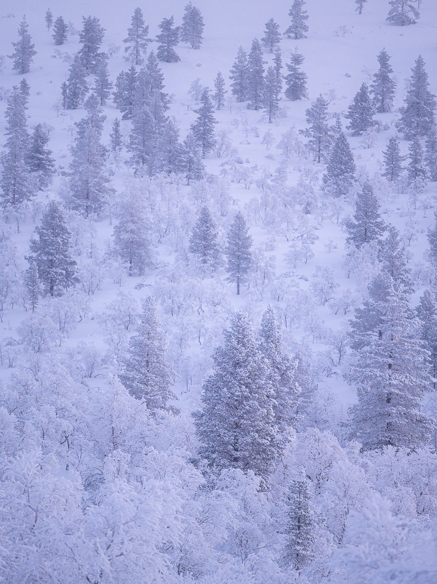 Snowy landscape and trees in Urho Kekkonen National Park in Lapland, Finland