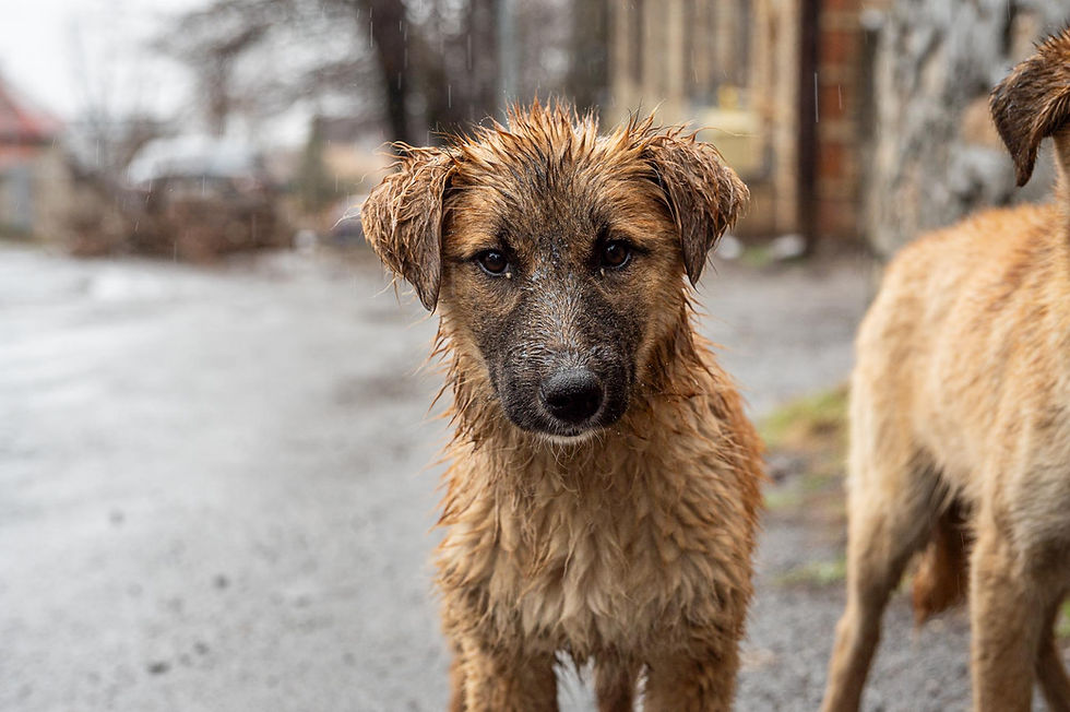 Azerbaijan and Stray Dogs
