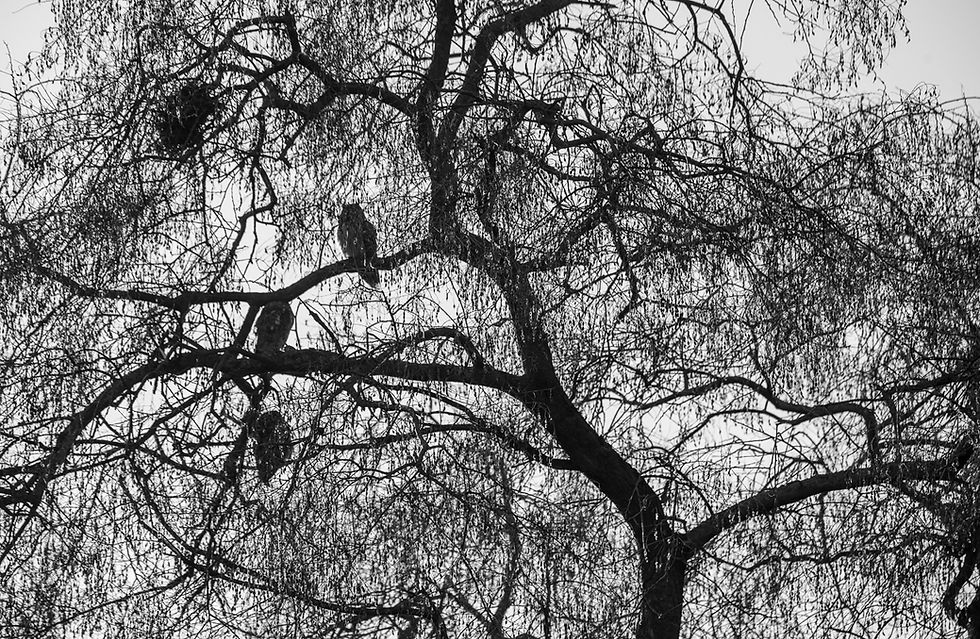 Black and white photo of long-eared owls sat on tree branches, Turkeve, Hungary