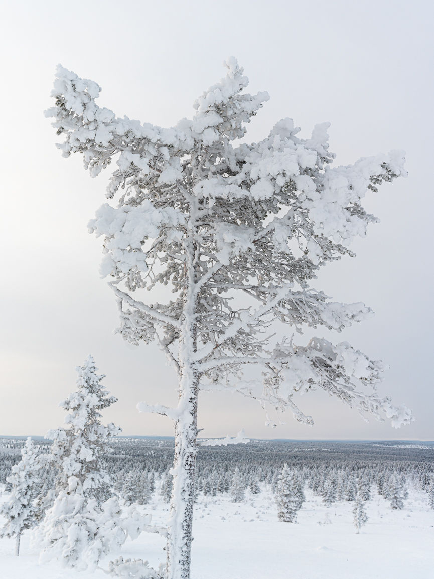 Landscape photograph of snow-covered tree in forest in Urho Kekkonen National Park, Lapland, Finland