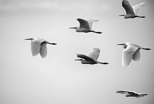 How to build an effective executive asset management team