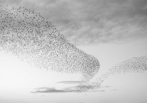 Likes birds swarming we made multiple successive hires using our Best-Fit process