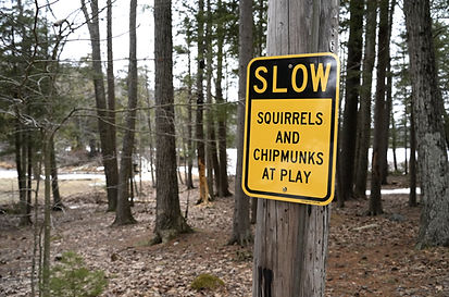 SqChip_edited.jpg