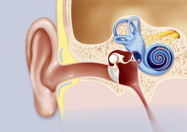 Hearing Loss Guide 