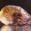 Thumbnail: Quartz - Amethyst