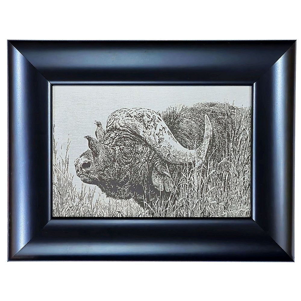 Engraved Buffalo Framed
