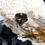 Thumbnail: Shiny Schorl on Silver Topaz and Feldspar