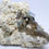 Thumbnail: Quartz var. Smoky w/ Aquamarine, Schorl, Feldspar