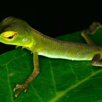 yala lizard