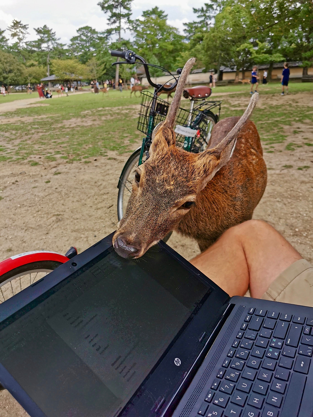Deer in Nara is getting up close and personal