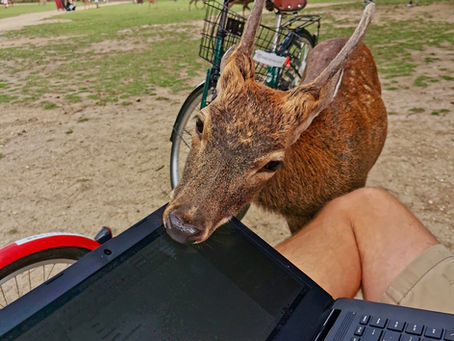 Our Top things to do in Nara, Japan