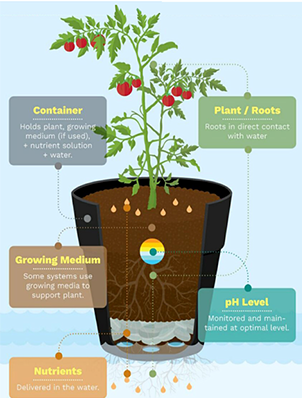 Hydroponic Example.png