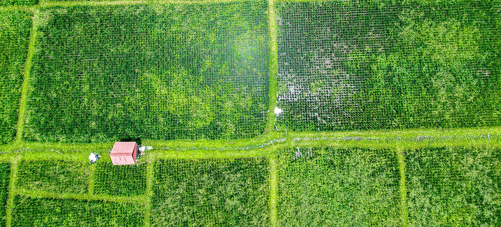 Rice Field