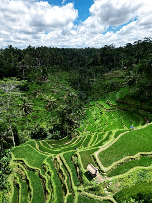 Top Things To Do in Ubud - Tegallalang Rice Terrace