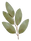 Colby Maria Photography - Leaf Graphic_edited.png