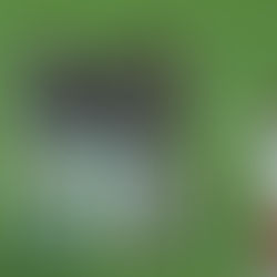 Fluminense vence o Bangu com tranquilidade e garante classificação para a semifinal do Carioca