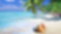 6902968-tropical-background.jpg
