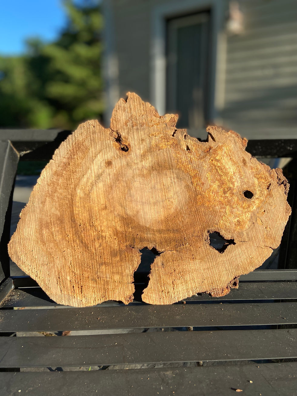 Oak Burl 001