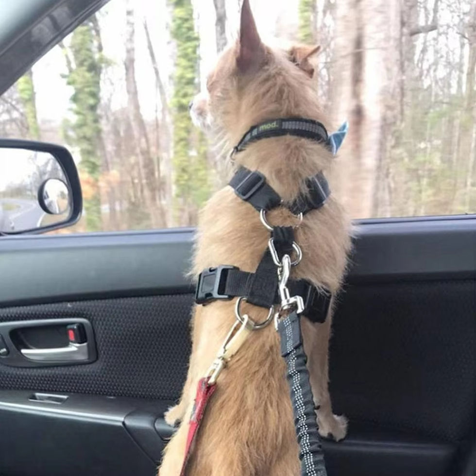 Thumbnail: Dog Leash with Seat Belt Buckle