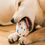 Thumbnail: Extra Chew Resistant Ball Toys for Dogs