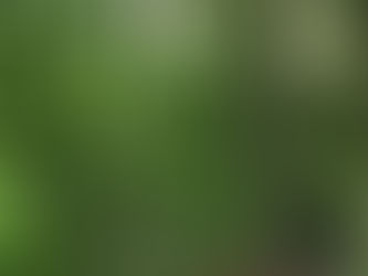 館長とアカショウビン