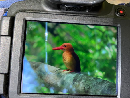 2022/05/23のアカショウビン