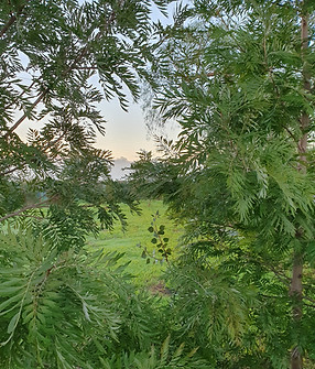 20260708_071729.jpg
