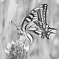 SCHWALBENSCHWAN1 _edited.jpg