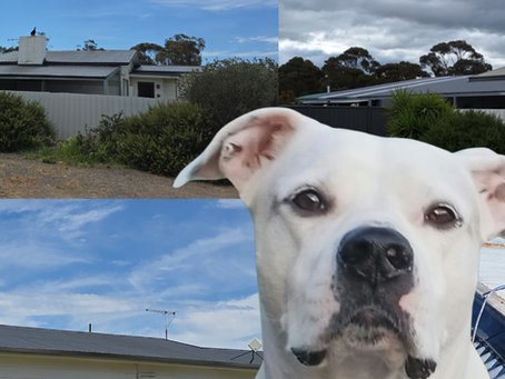 🐾 Cora’s Weekly Roofing Blog – “Fresh Coat, Fresh Look in Inglewood!
