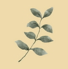 עיצוב ללא שם (49).png