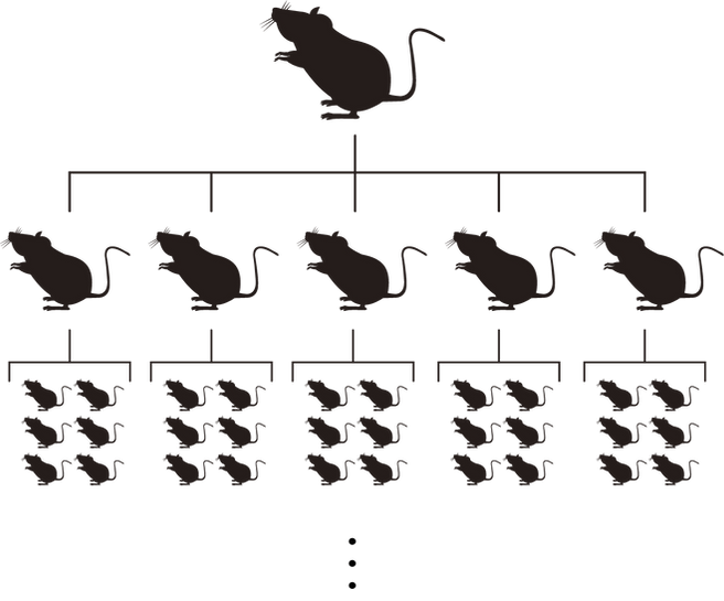 ネズミの繁殖図