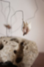 RELATIVE TO CYCLAMEN