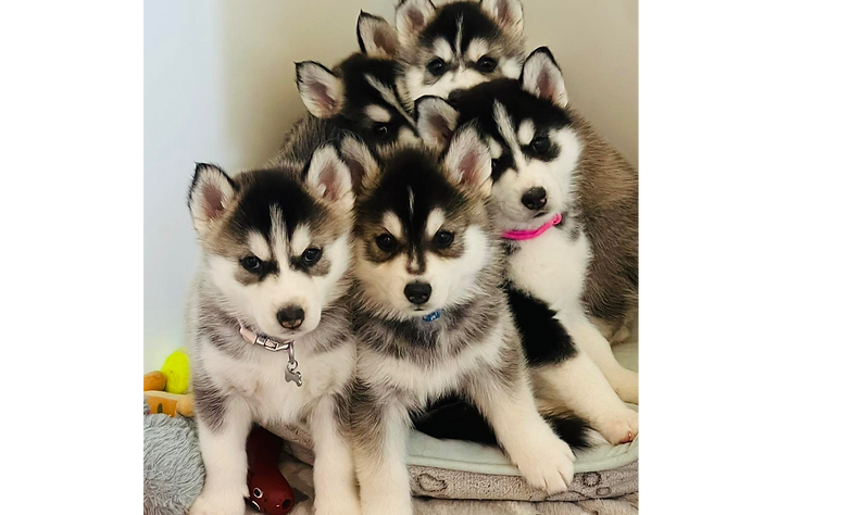 Group pomsky  pic_edited_edited_edited.p