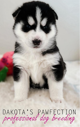 Hurricane Pomsky_edited_edited_edited_ed
