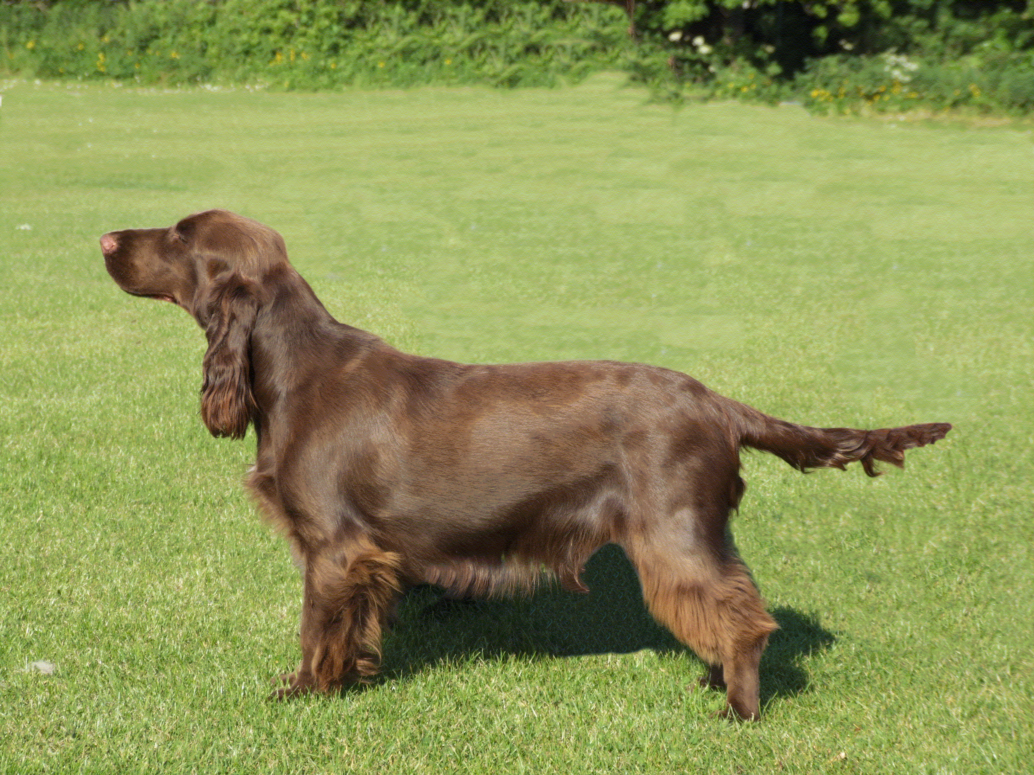 Sh Ch Ewtor McEwan at Nadavin JW.gif