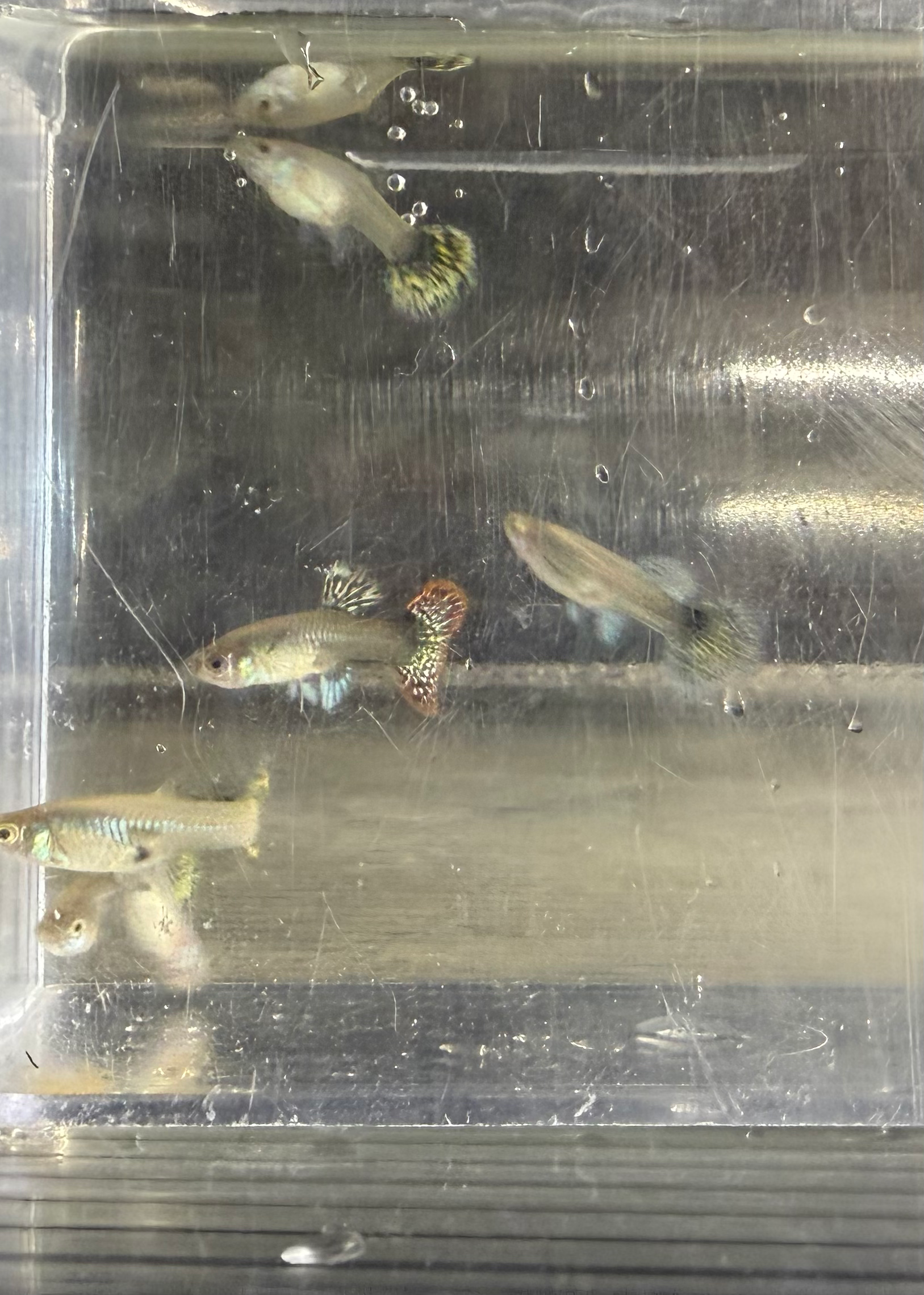 Female Assorted Guppy