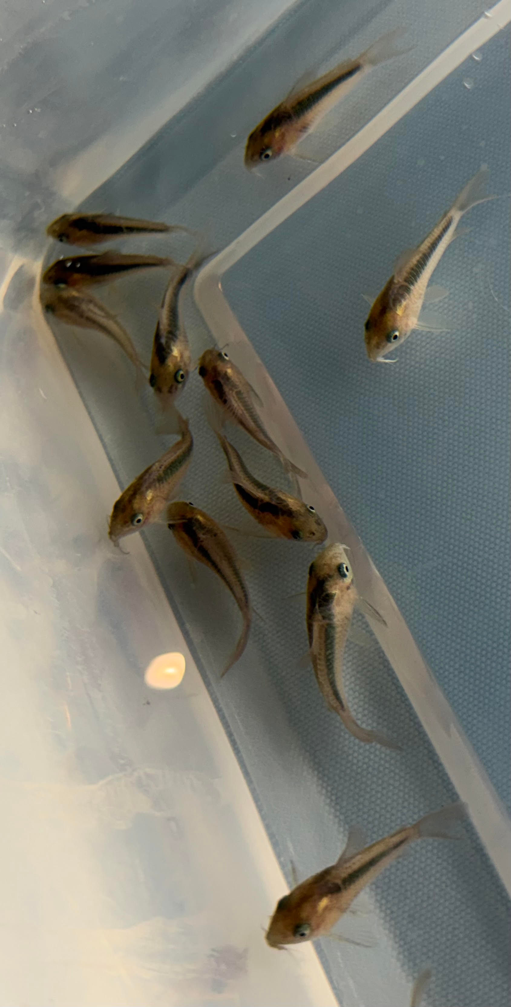 Rusty Cory