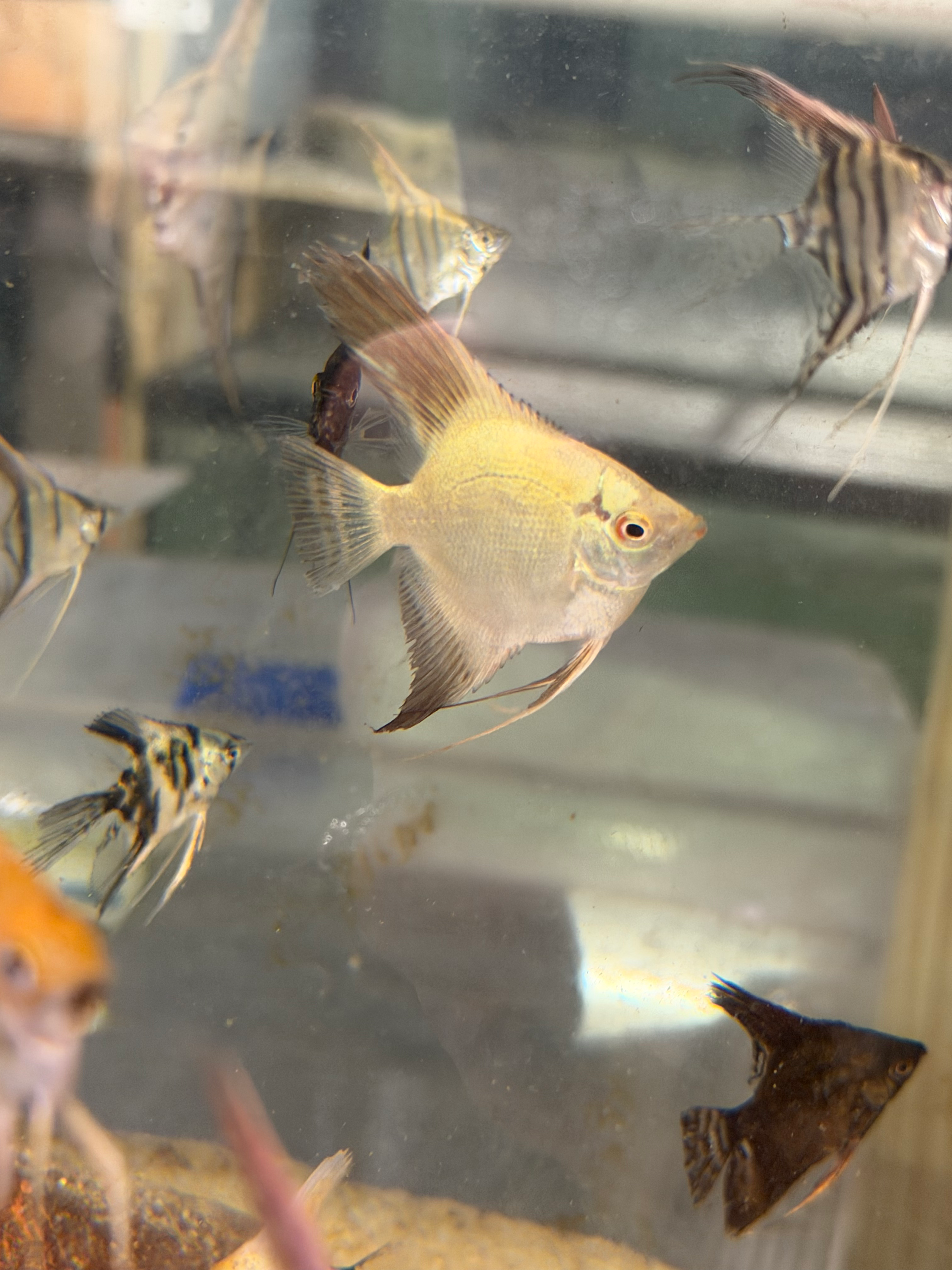 Bulgarian Seal Point Angelfish