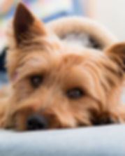 Pet Photography Poquoson Virginia