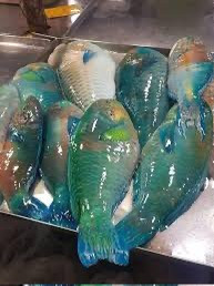 Parrot Fish
