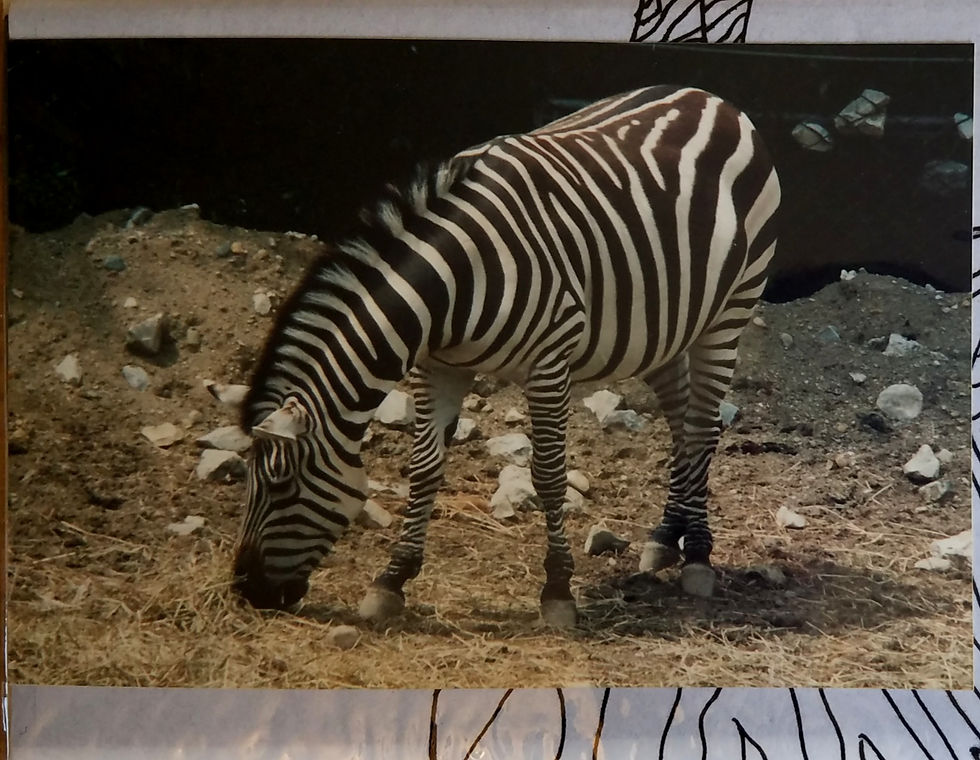 Zebra