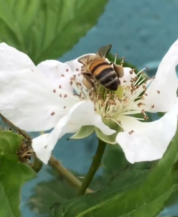 What's Growing On At The Garden - July 2026